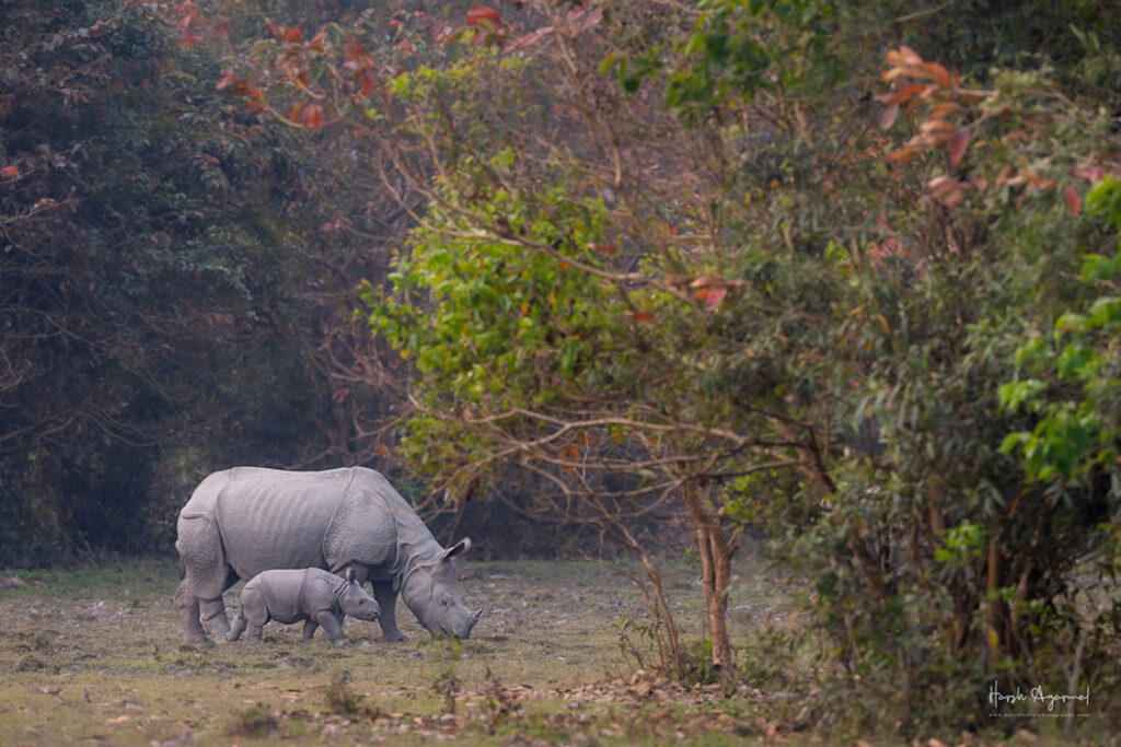Tadoba Tiger Reserve | Harsh Agarwal Photography | Tiger Safari Tour India | Kanha Tiger Safari Booking