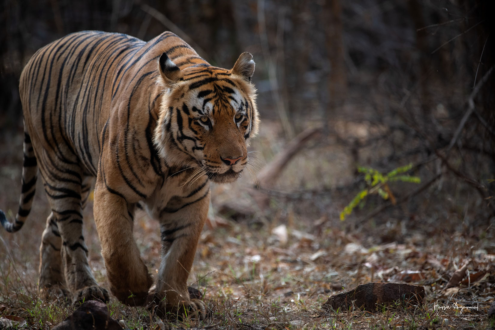 Tiger Safari India | Wildlife Tour India | Wildlife Safari India | Wildlife Photography Tour India Tiger Safari In India