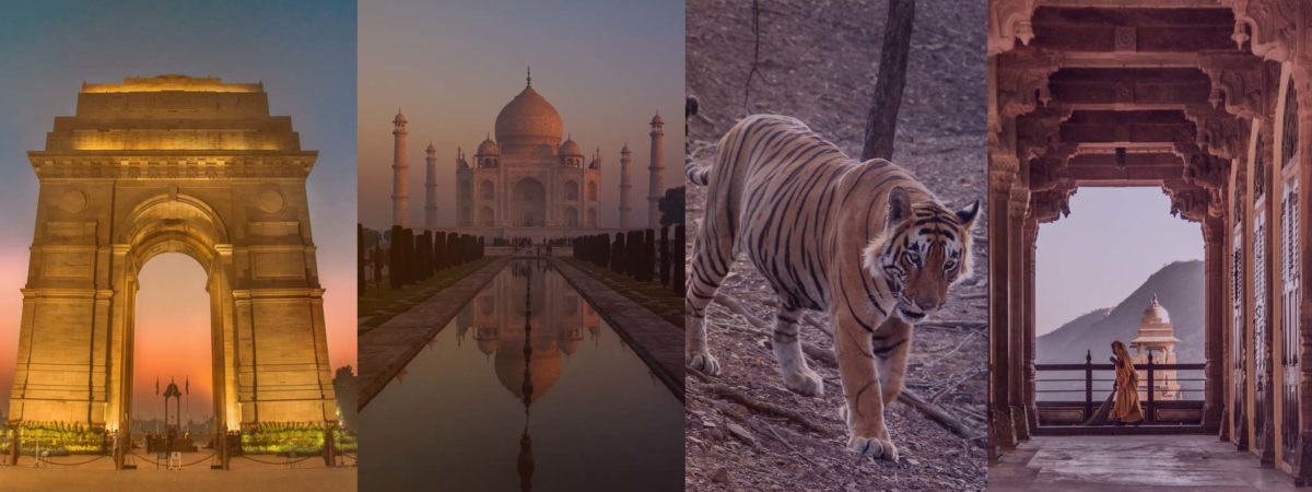 Tiger safari India | wildlife Tour India | wildlife safari India |Golden Triangle Tour India with Tiger Safari| Harsh Agarwal Photography