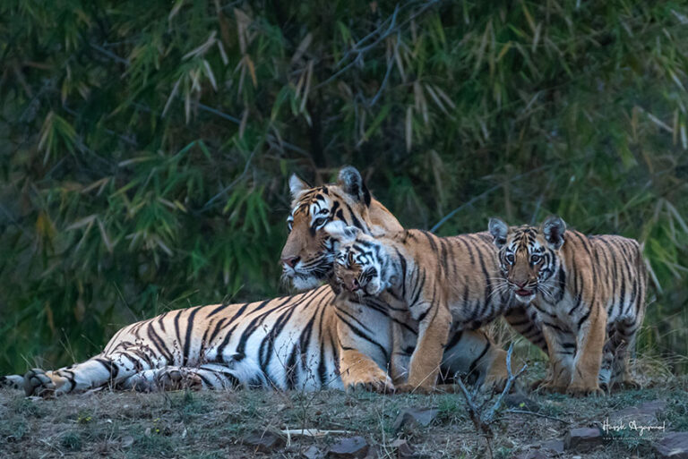 tiger safari in India | Wildlife Tours India | India Tiger Safari | Tigers in India| Tiger's Population In India