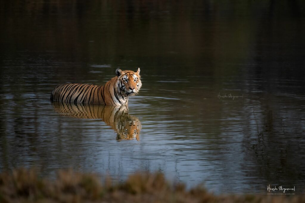 tiger safari in India | Wildlife Tours India | India Tiger Safari | Tigers in India