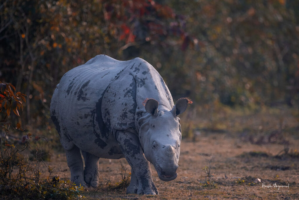 Indian One horn rhinos | Rhinos in India | Rhinos phot tours | Kaziranga Photo tous