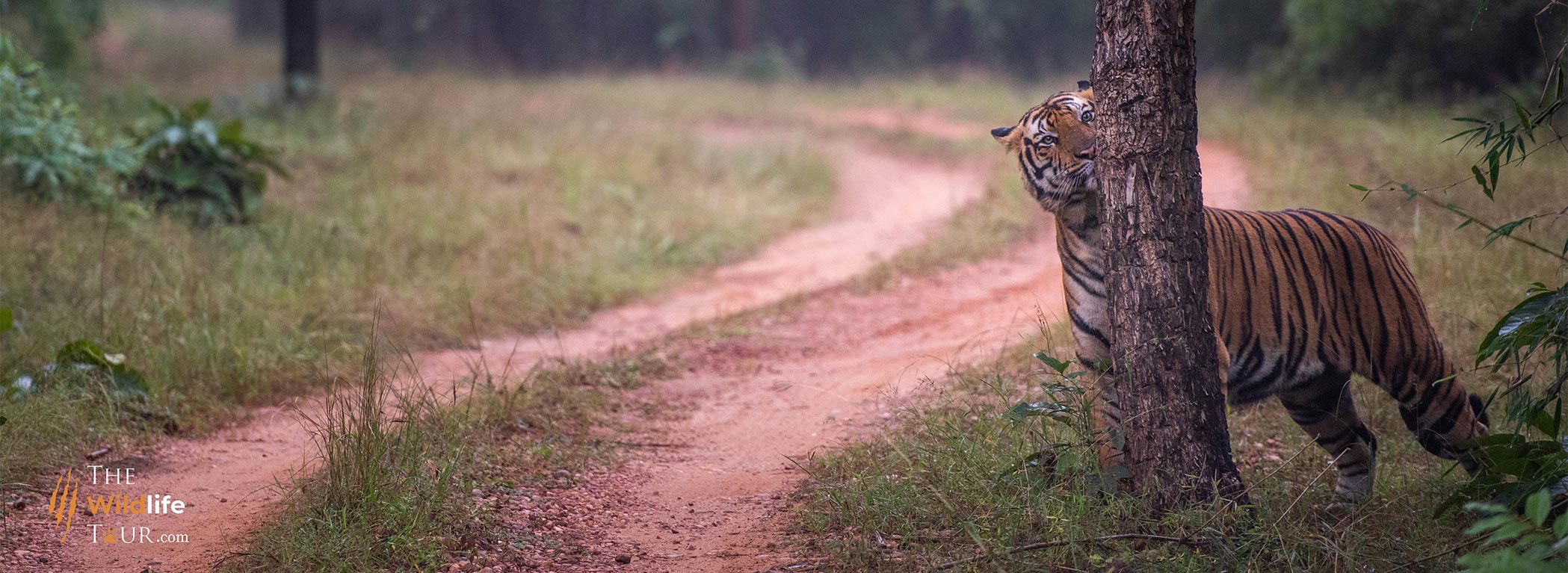 Tiger Safari in India | Wildlife Safari In India | Wildlife photography tour In India