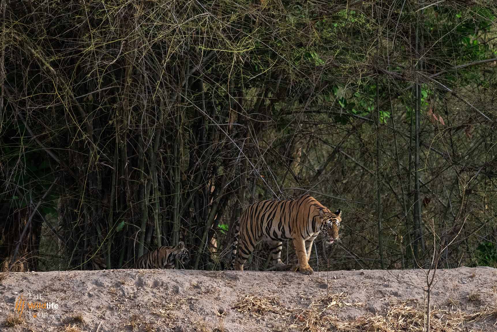 tiger-safari-India-11