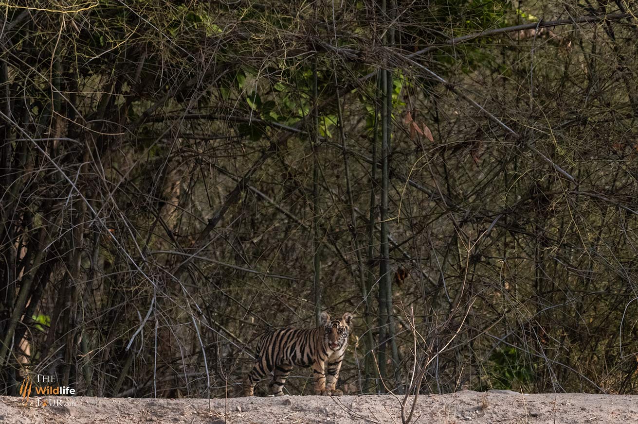 tiger-safari-India-12