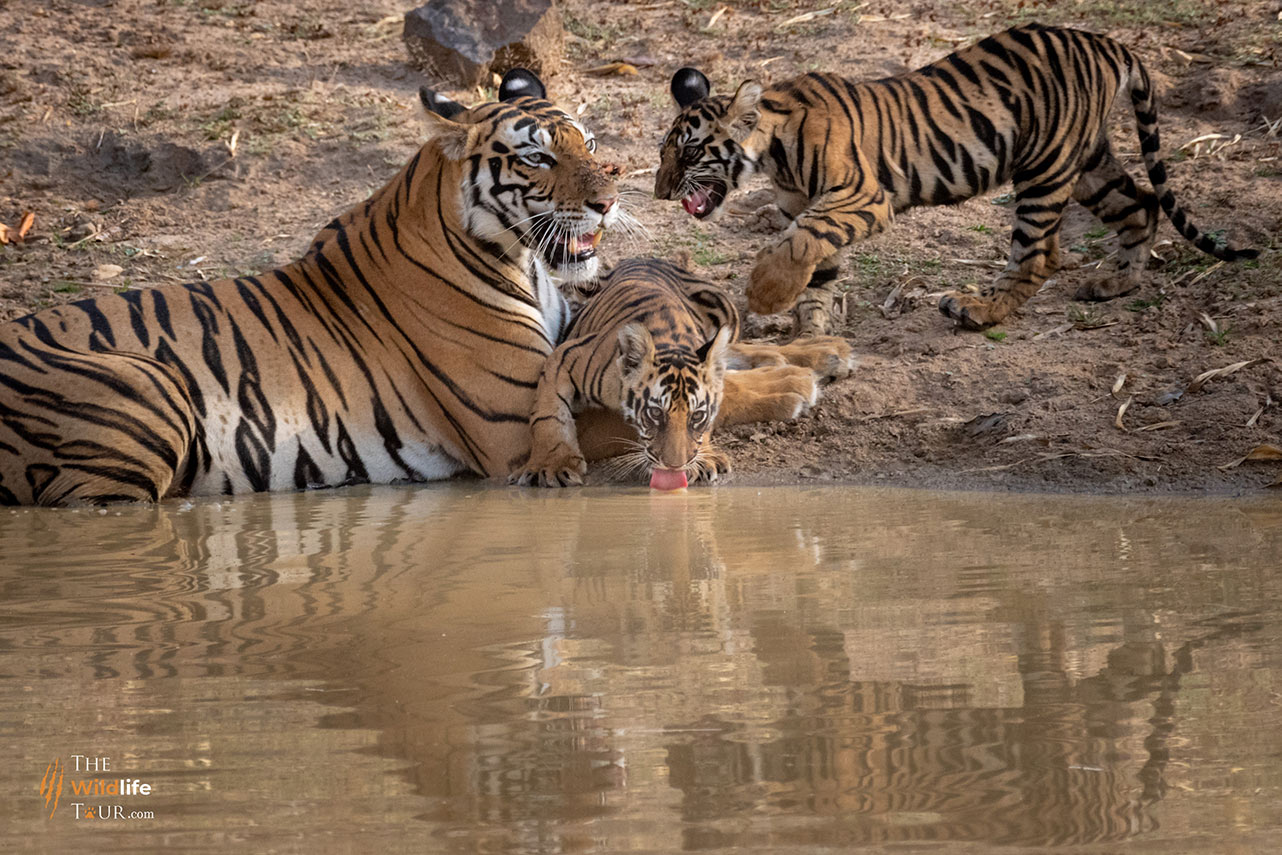 tiger-safari-India-14