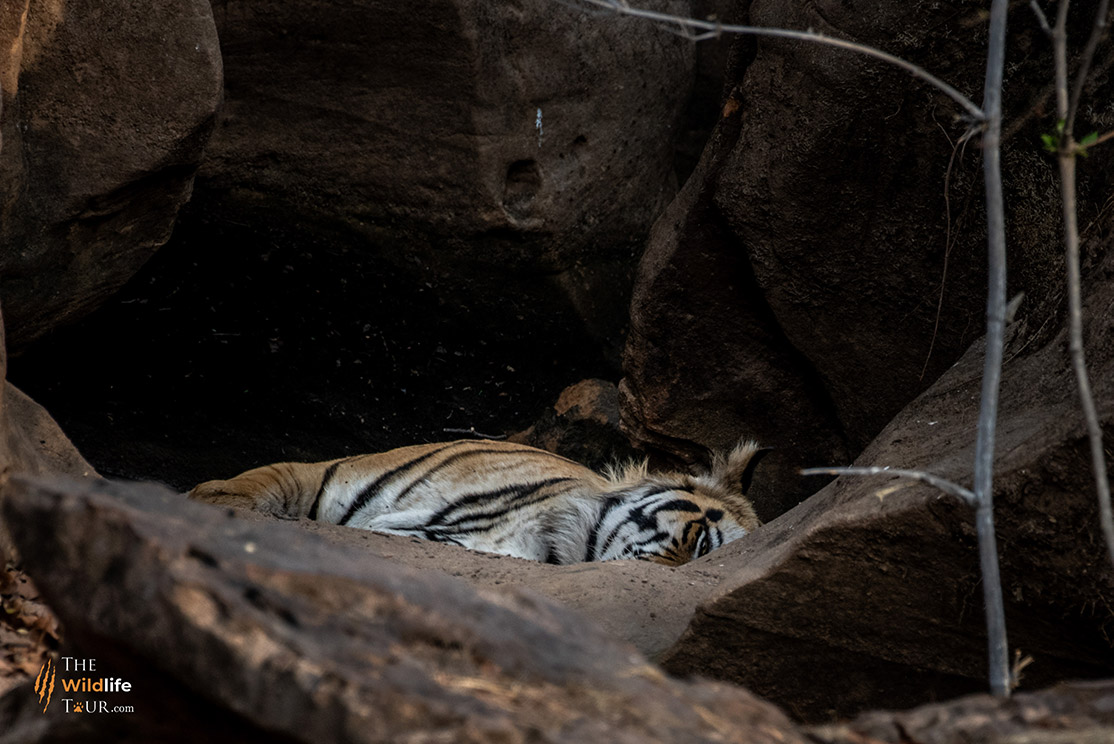 tiger-safari-India-18
