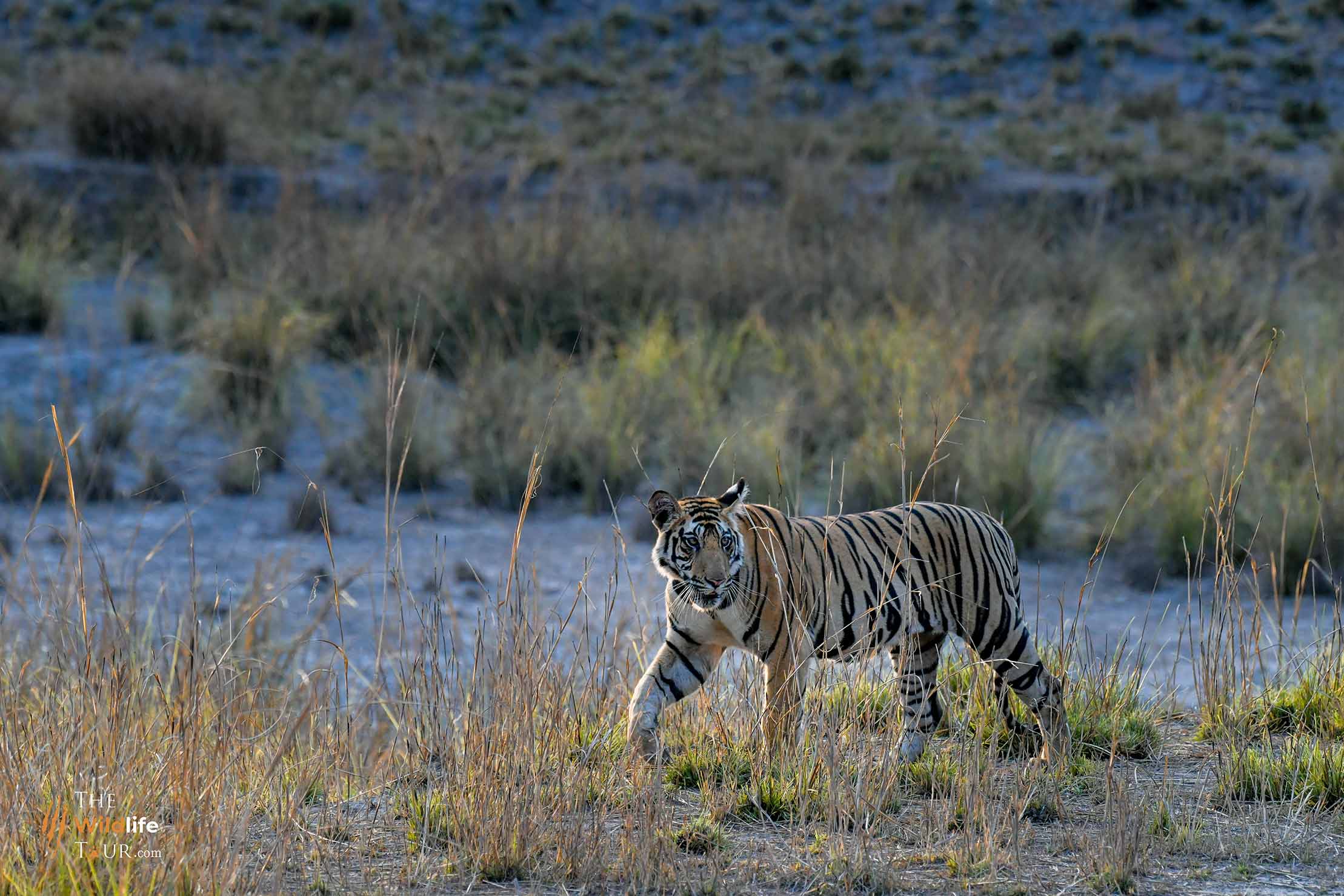 Tiger safari India | wildlife Tour of India |  wildlife safari India  |