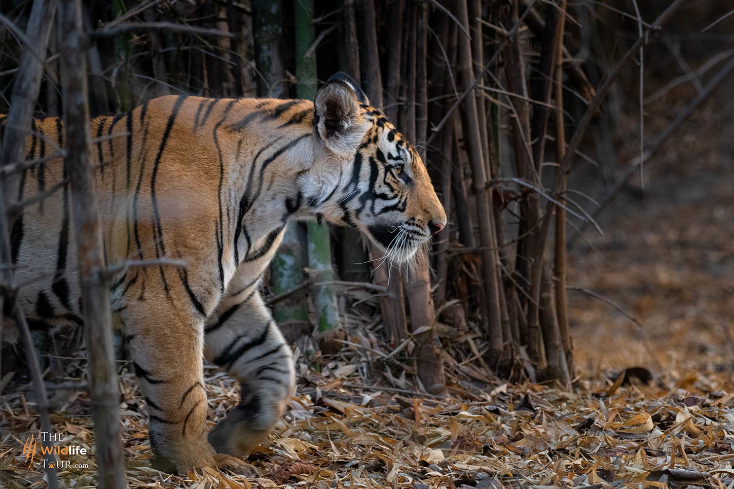 tiger-safari-India-8