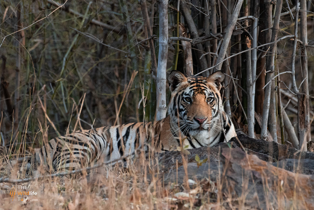 Tiger safari India | wildlife Tour of India |  wildlife safari India  |