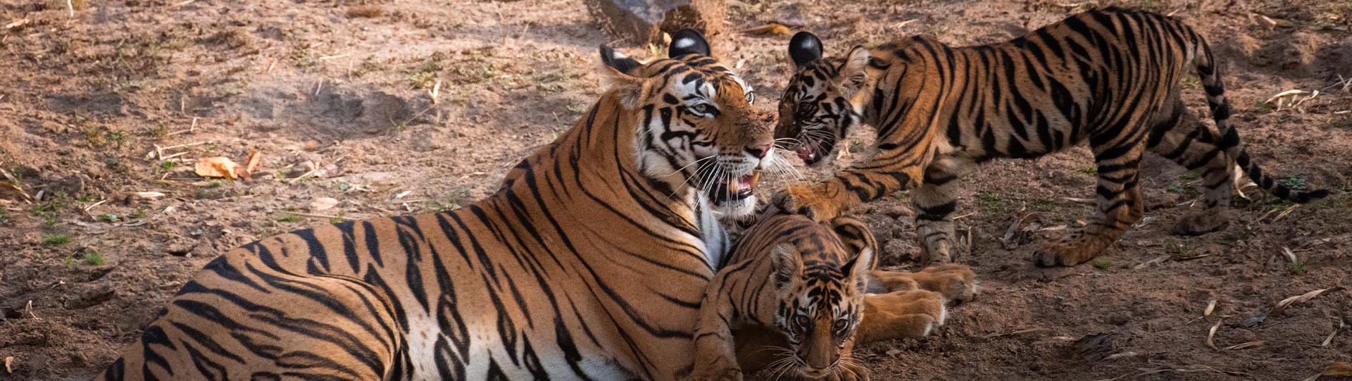 Tiger Safari in India | India TIger Safari | Tigers in India | Ranthambore National Park | Ranthambore Tiger Reserve | Bandhavgarh Tiger Reserve | Wildlife Tours in India