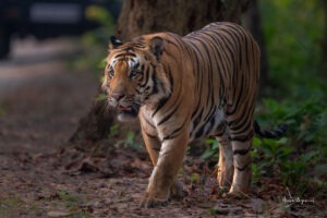 Ranthambore Tiger Safari
