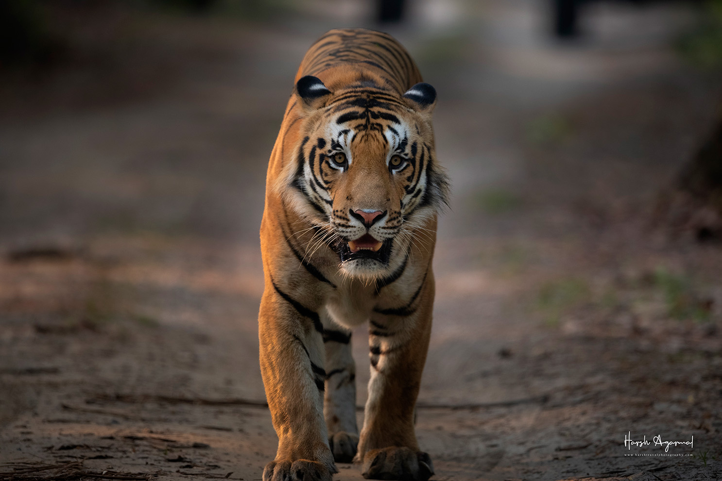 Tiger Safari India | Wildlife Tour India | Wildlife Safari India | Wildlife Photography Tour India Tiger Safari In India
