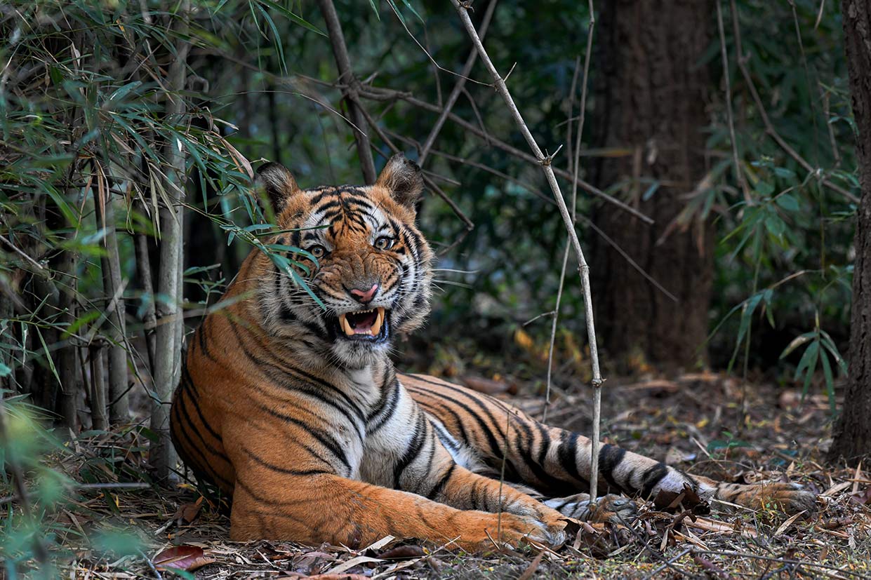 Bandhavgarh | Wildlife Tours India | India Tiger Safari | Tigers in India