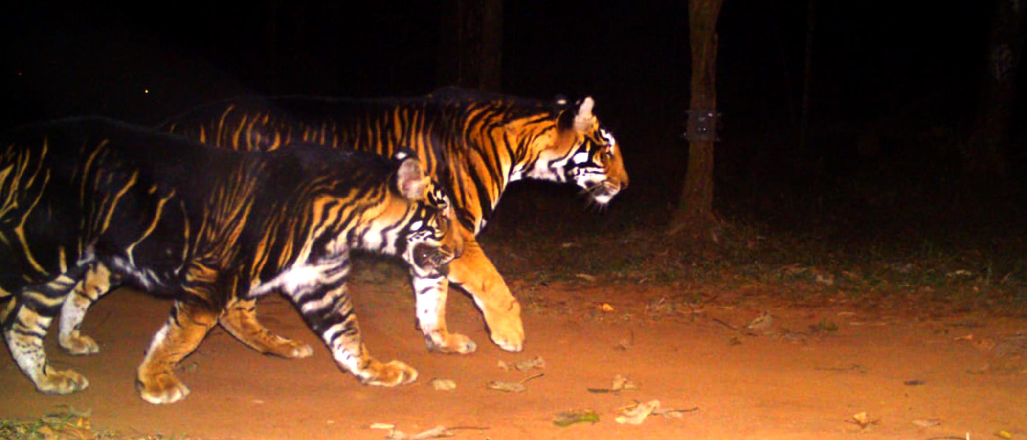 Rare Broad Black-Striped Tiger spotted in India - The Wildlife Tour