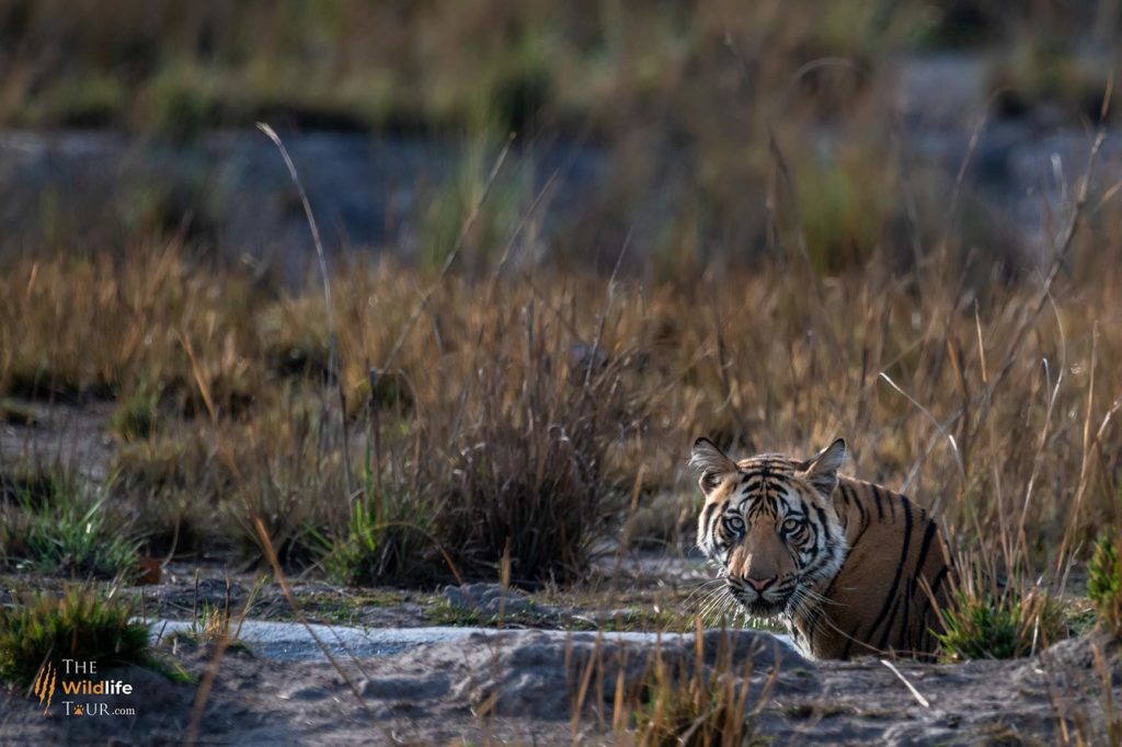 Tiger safari in India, wildlife destinations in India, royal Bengal tiger India