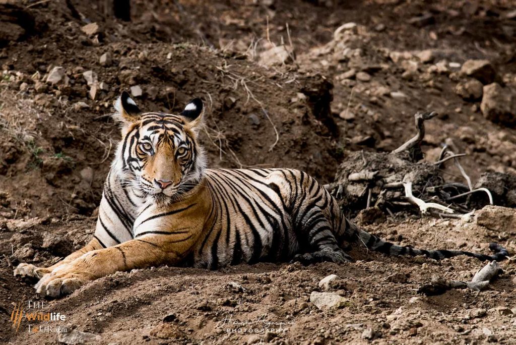 Tiger Safari in India |  Wildlife Tour In India | Best time to see tigers in India | Best National Park in India | Best Wildlife Tour in India