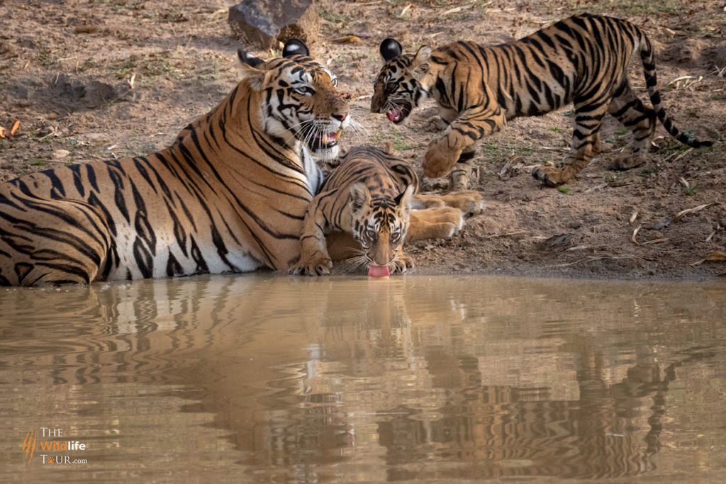 tiger safari India 14 1