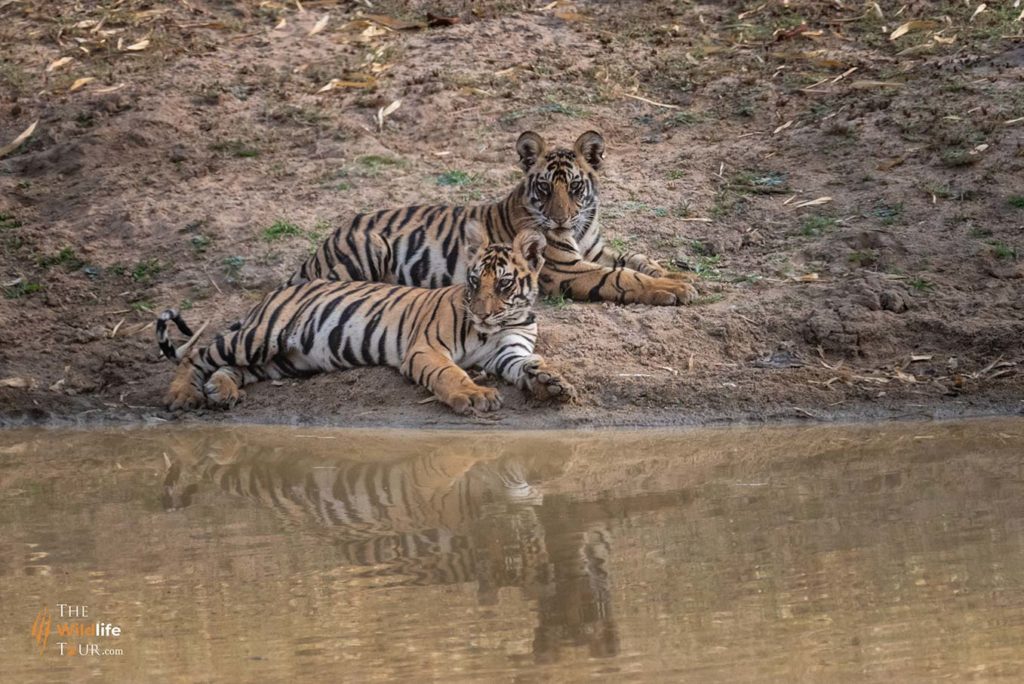 Tiger safari in India, wildlife destinations in India, royal Bengal tiger India