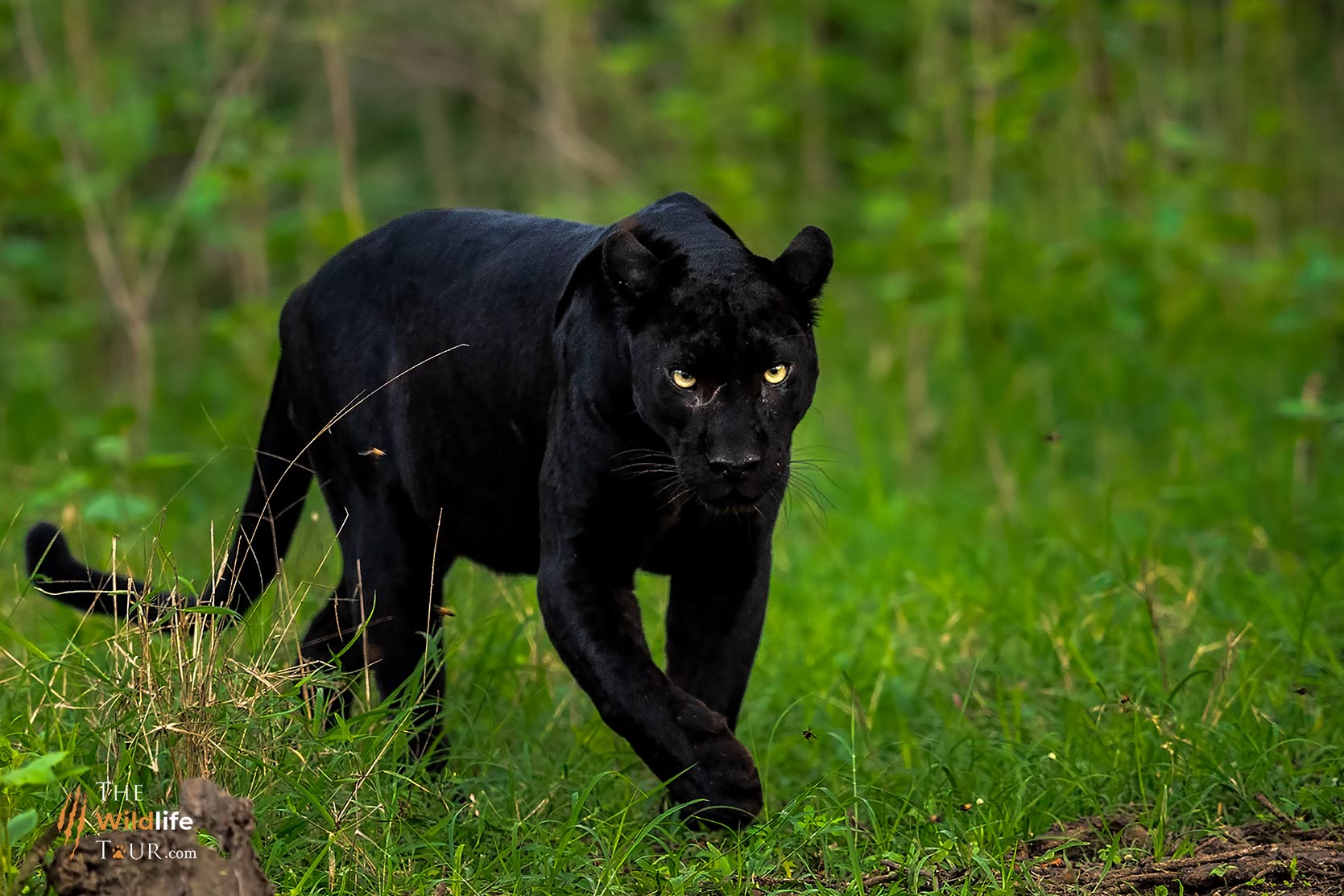 Пантера черная характеристики. Черная пантера самка. "Горная пантера" (Бергепантер). Африканская пантера. Пантера в Африке.