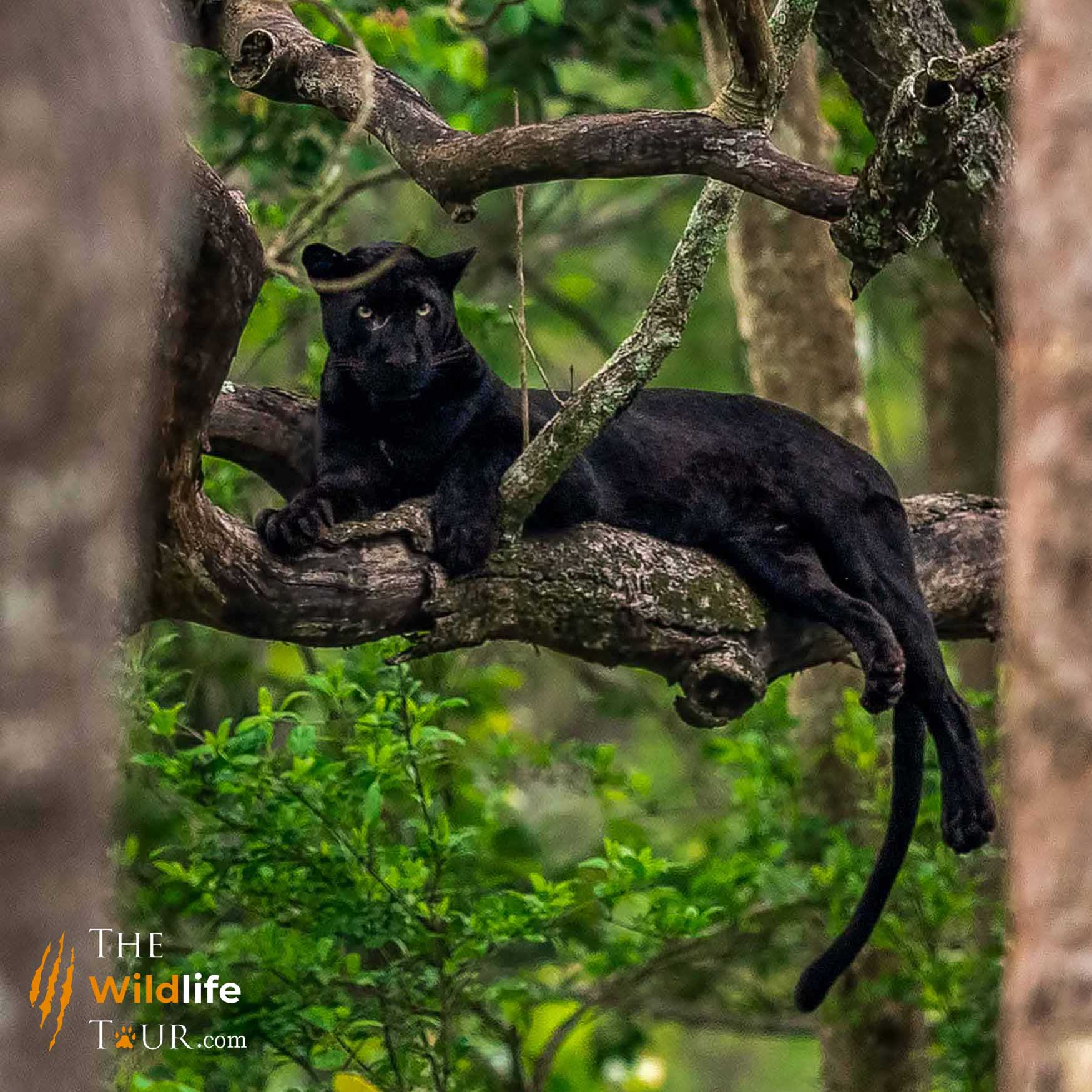 Wildlife Tour India | Tiger Safari India | Black Panther Tour India