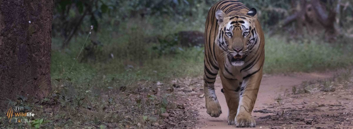 Tiger safari India | wildlife Tour India | wildlife safari India | Wildlife Photography Tour India | Harsh Agarwal | Harsh Agarwal Photos