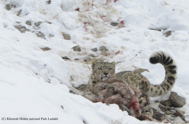 snow leopard expeditions | Snow leopard photography tour