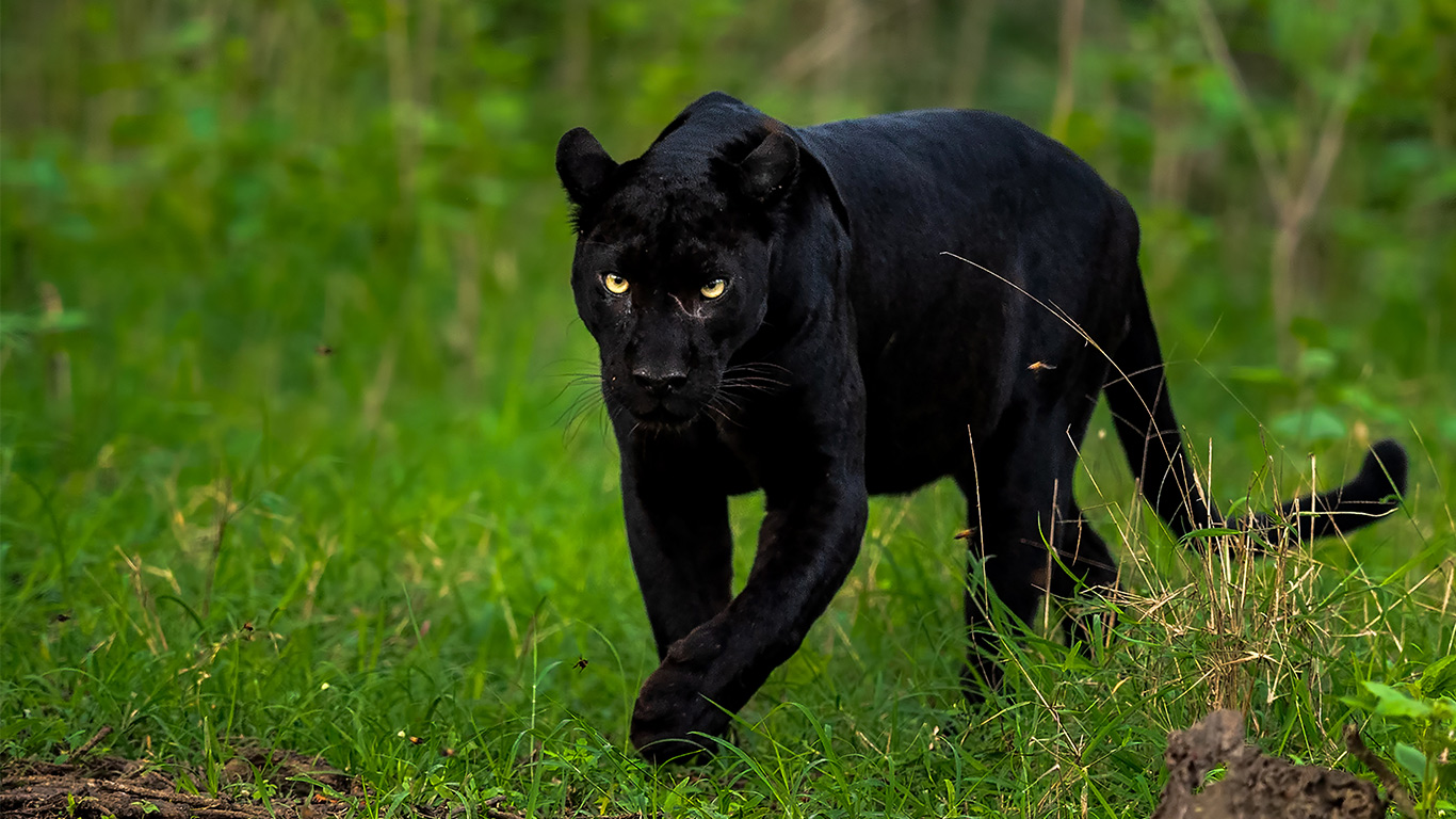 Black Panther Destinations In India - The Wildlife Tour