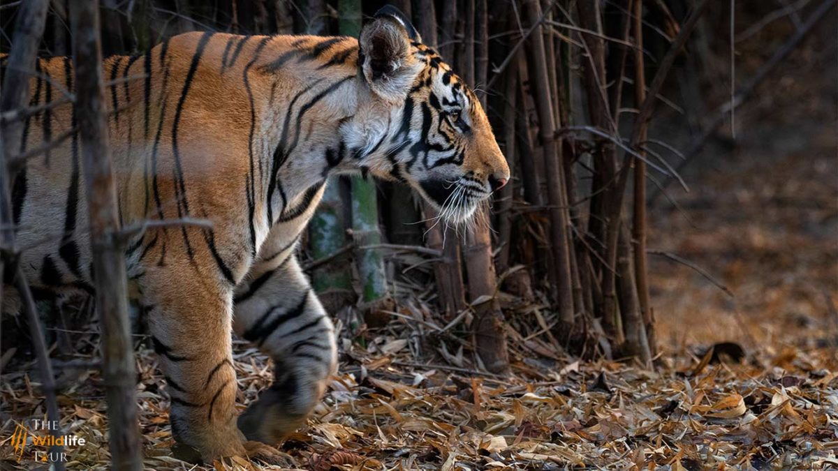 Tiger safari India | wildlife Tour India | wildlife safari India | Wildlife Photography Tour India | Harsh Agarwal | Harsh Agarwal Photos