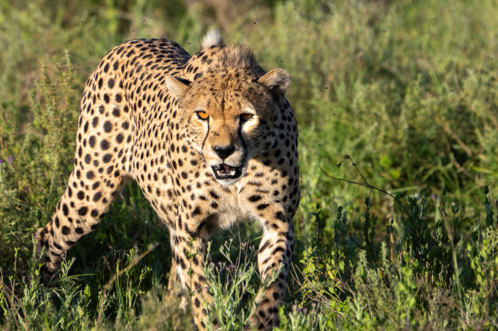 India to welcome Cheetahs