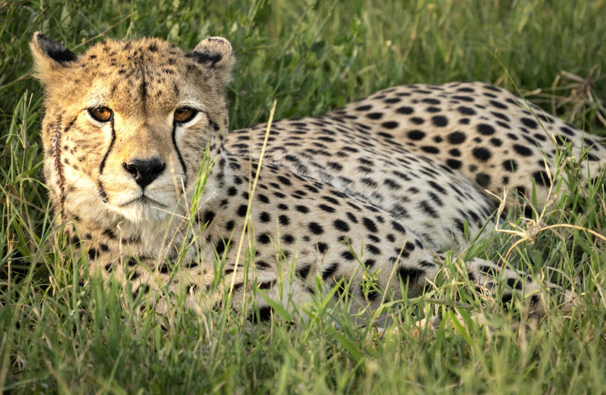 Cheetahs in India