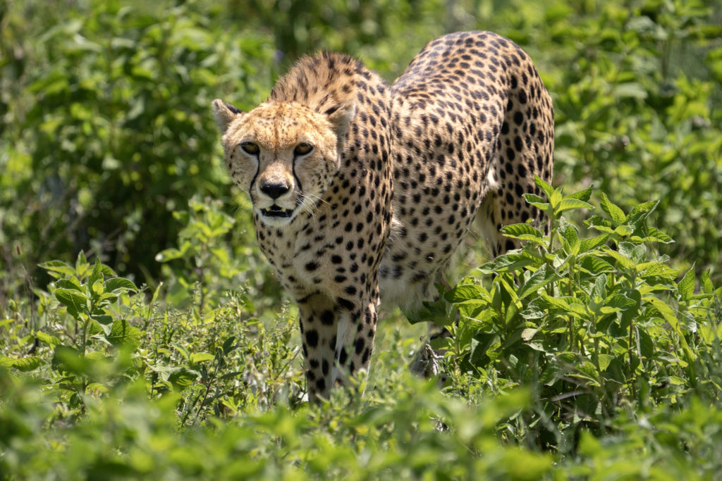 India to welcome Cheetahs