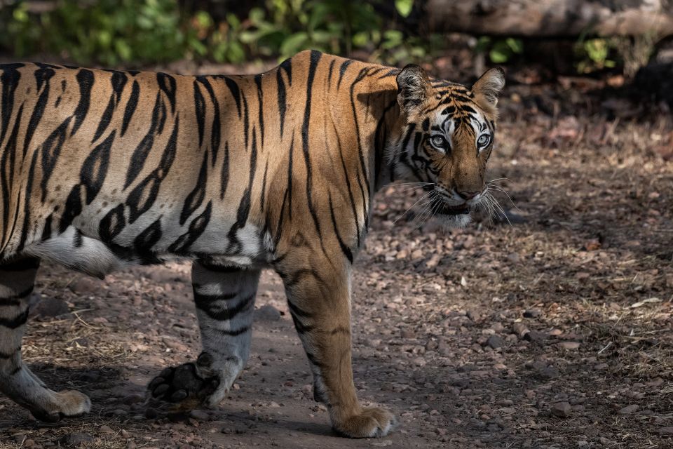 tiger safari in India | Wildlife Tours India | India Tiger Safari | Tigers in India | Tiger Safari in India | India TIger Safari | Tigers in India | Ranthambore National Park | Ranthambore Tiger Reserve | Bandhavgarh Tiger Reserve | Wildlife Tours in India