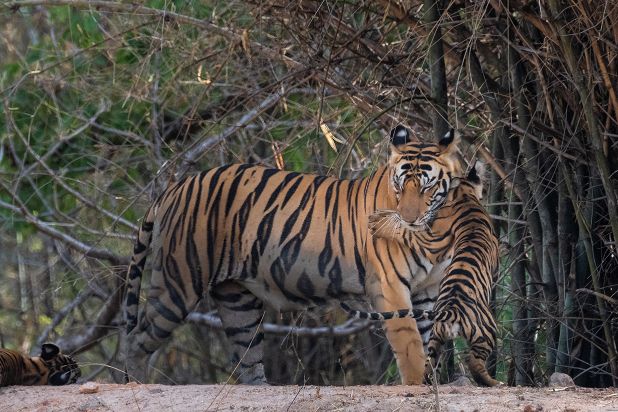 tiger safari in India | Wildlife Tours India | India Tiger Safari | Tigers in India | Tiger Safari in India | India TIger Safari | Tigers in India | Ranthambore National Park | Ranthambore Tiger Reserve | Bandhavgarh Tiger Reserve | Wildlife Tours in India