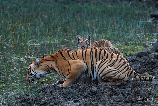 tiger safari in India | Wildlife Tours India | India Tiger Safari | Tigers in India
