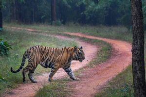 tiger safari in India | Wildlife Tours India | India Tiger Safari | Tigers in India Tiger Safari in India | India TIger Safari | Tigers in India | Ranthambore National Park | Ranthambore Tiger Reserve | Bandhavgarh Tiger Reserve | Wildlife Tours in India