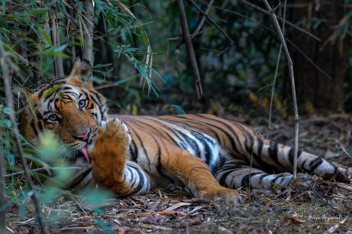 Ranthambore Tiger Safari