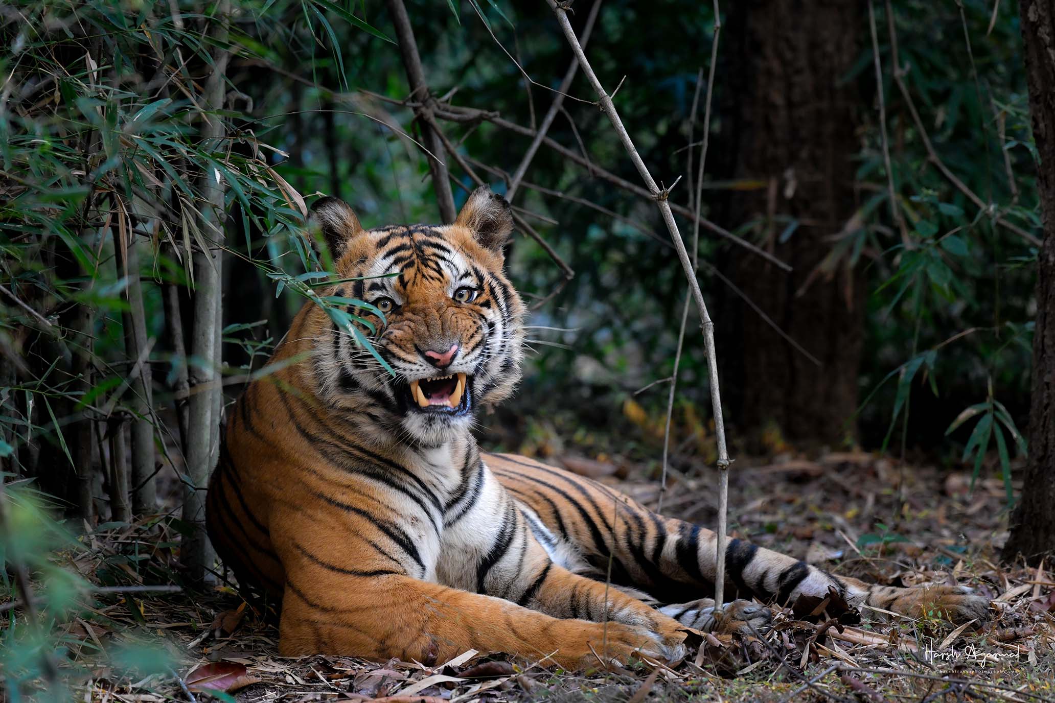 Learn Interesting Facts about the Majestic Royal Bengal Tigers before  Booking a Tadoba Accommodation