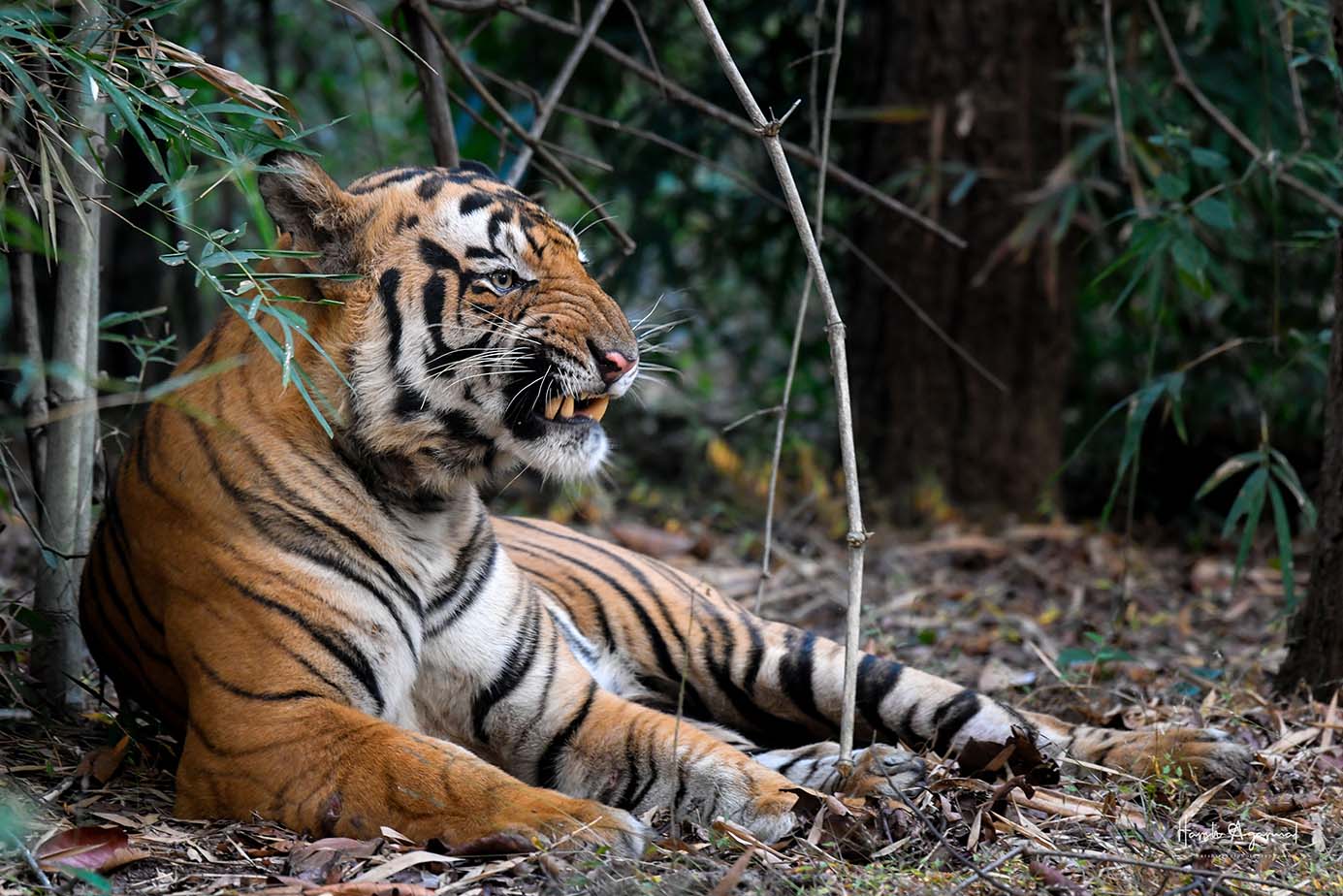 Tiger safari India | wildlife Tour India | wildlife safari India | Wildlife Photography Tour India