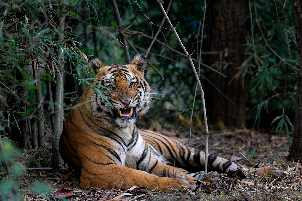 Tiger safari India | wildlife Tour India | wildlife safari India | Wildlife Photography Tour India