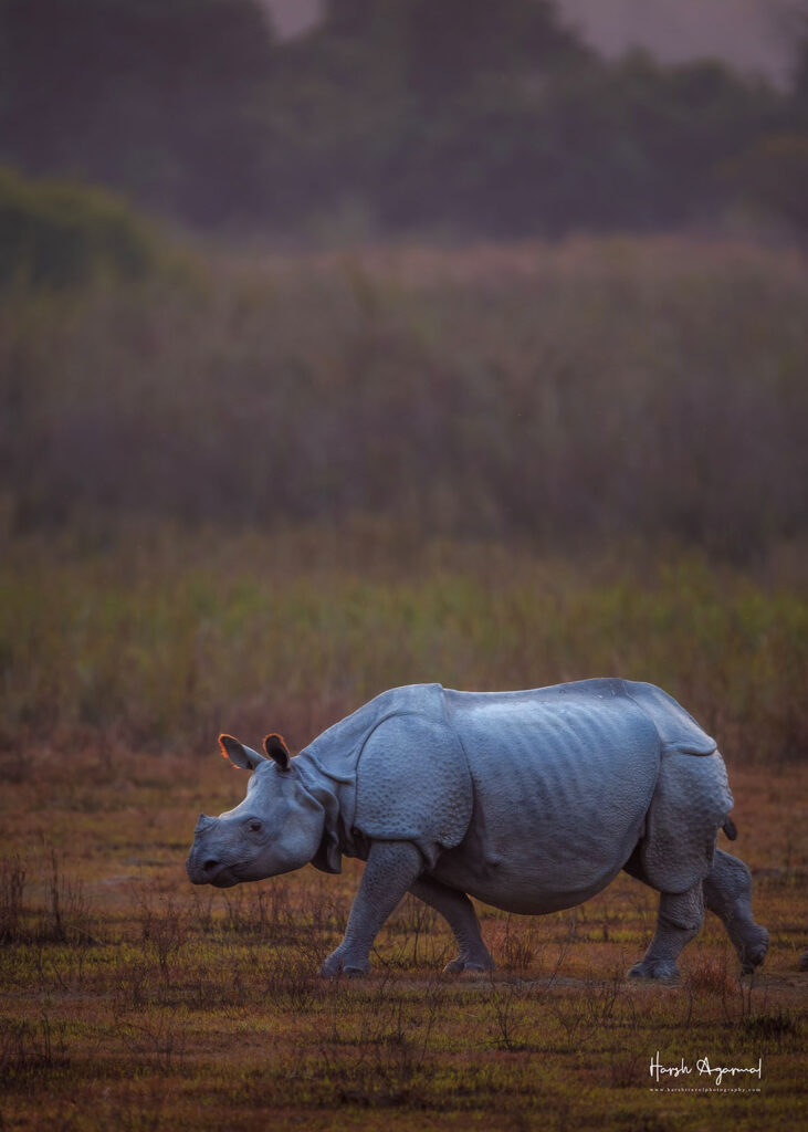 Indian Rhinos Photo Tour