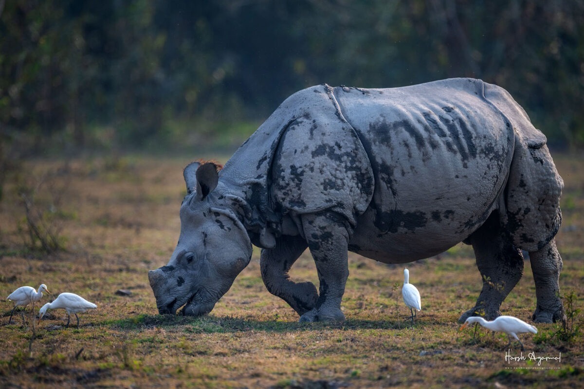 Indian Rhinos Photo Tour