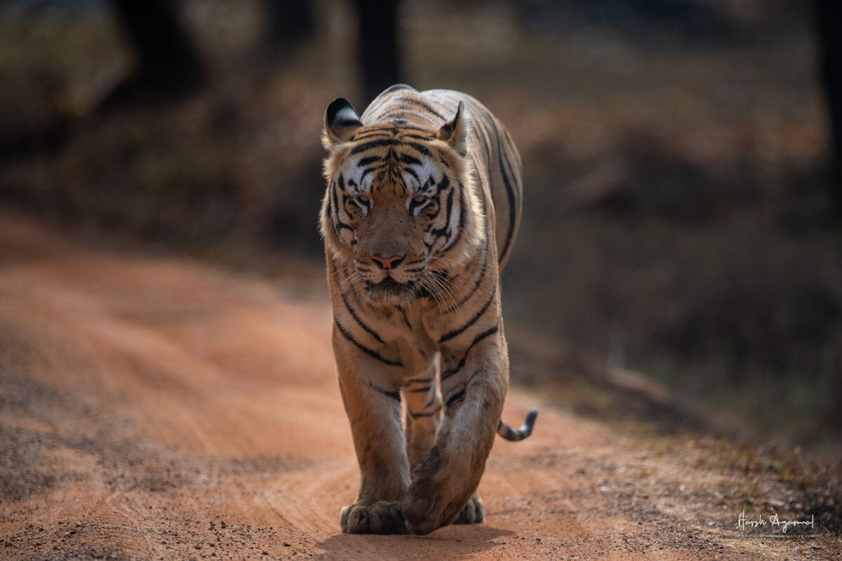 Tiger Marathon Private Tour