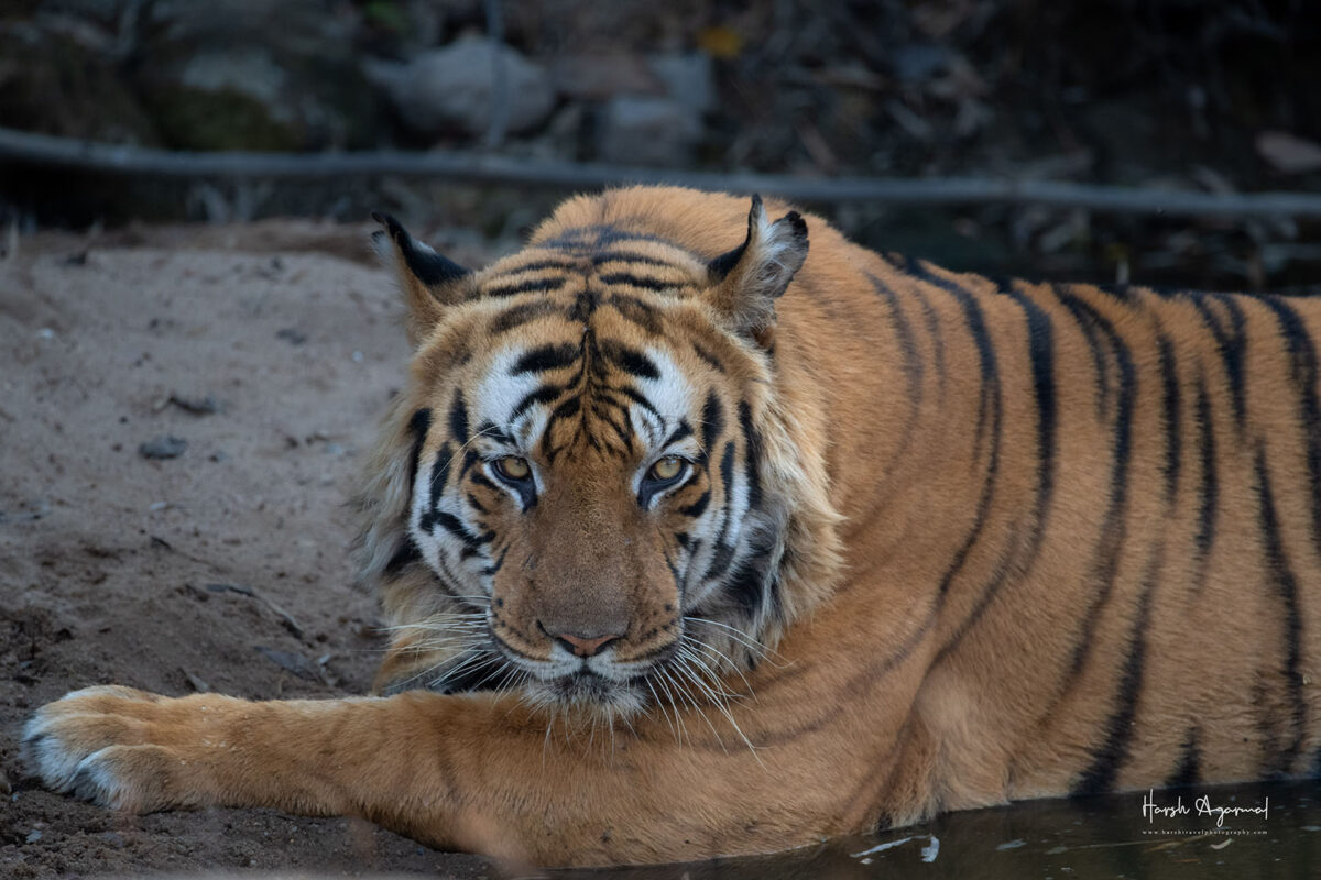 india-golden-triangle-tour-with-tiger-safari