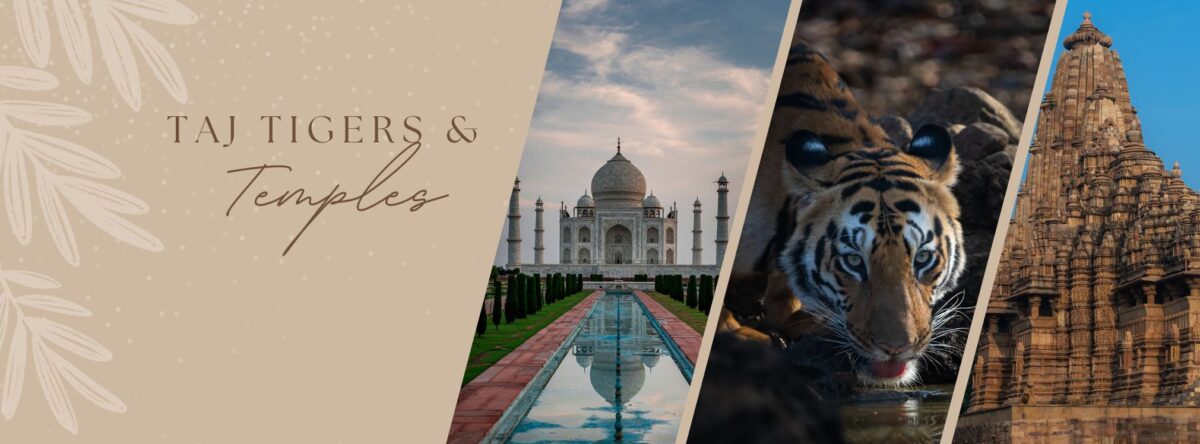 Taj Tigers & Temple