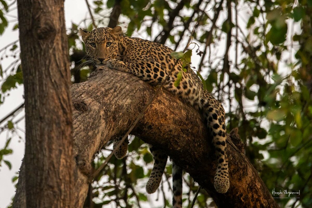 Leopard Safari India | India Leopard Safari Tour | Leopard Photo Tour