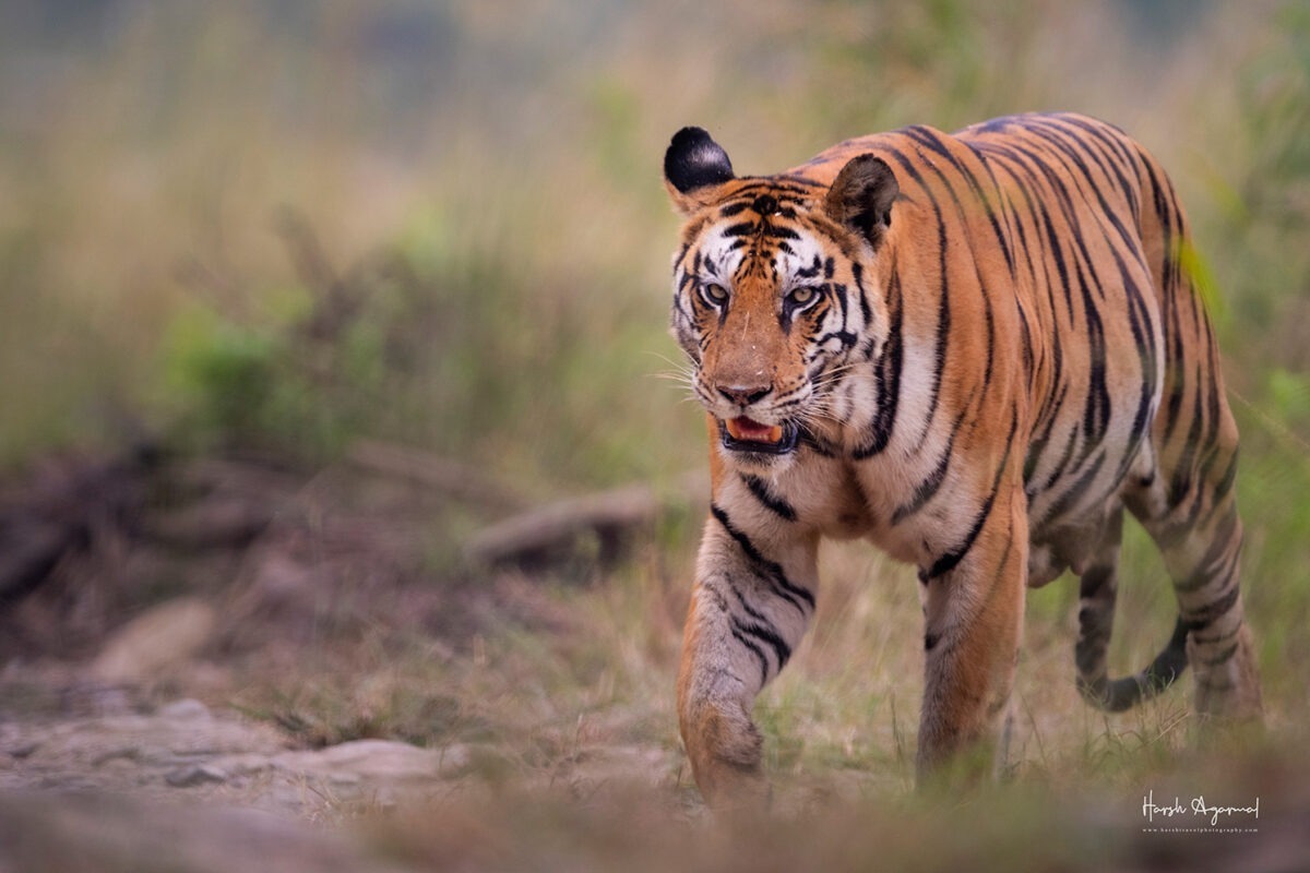 Tiger Safari India | Wildlife Tour India | Wildlife Safari India | Wildlife Photography Tour India Tiger Safari In India | Tiger Safari In Panna National Park