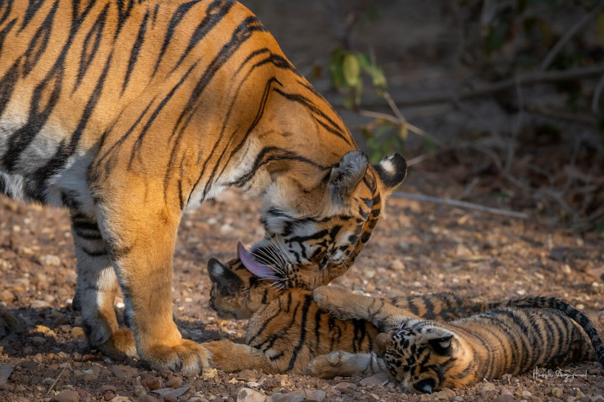 Tadoba Tiger Reserve | Harsh Agarwal Photography | Tiger Safari Tour India