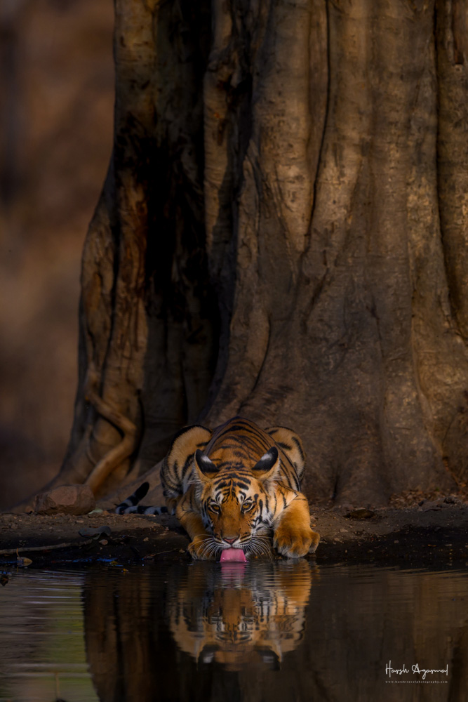 Pench Tiger Reserve