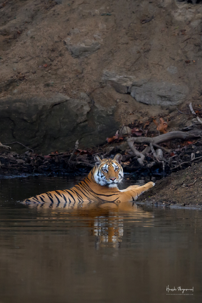 Pench Tiger Reserve
